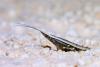 Coleophora unipunctella
